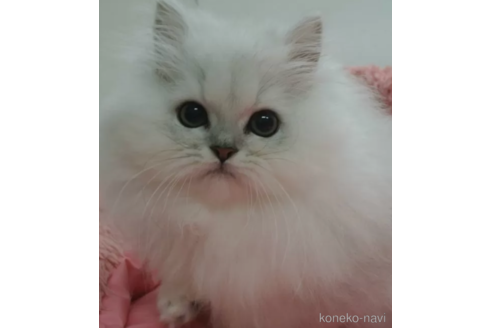 成約済の東京都のペルシャ(チンチラ)-104277の1枚目